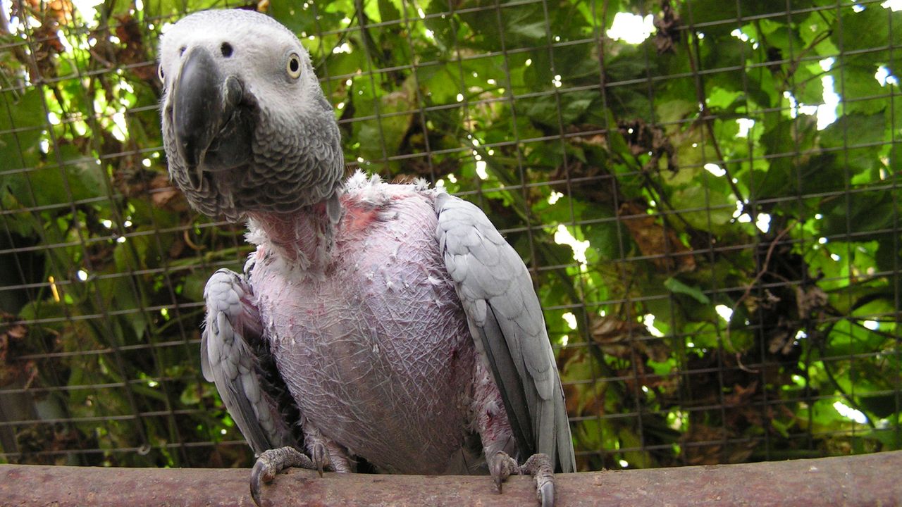 Hier muss eingegriffen werden: verhaltensgestörte Papageien