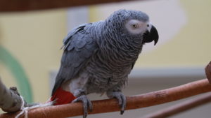 Coco N