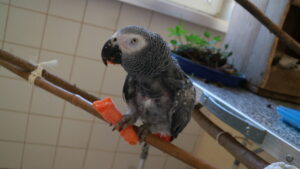 Otto