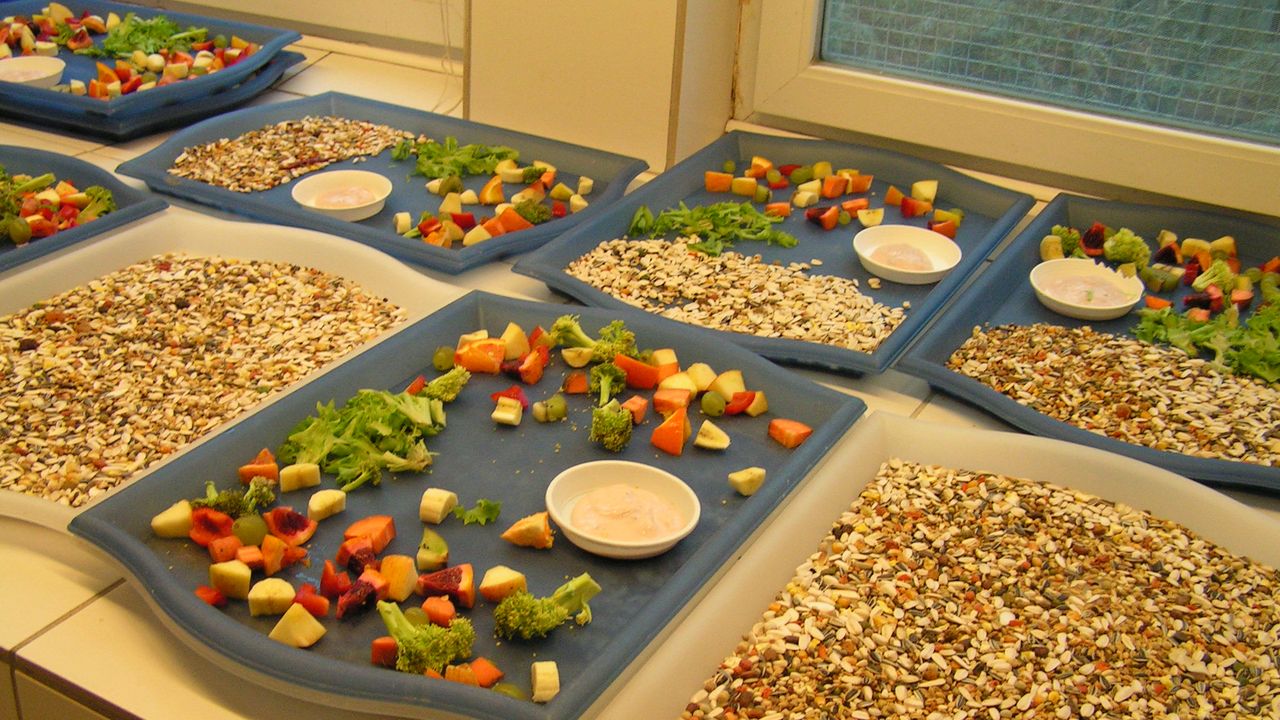 Futterzubereitung: Futtertabletts – gefüllt mit Körnern, Obst und Gemüse