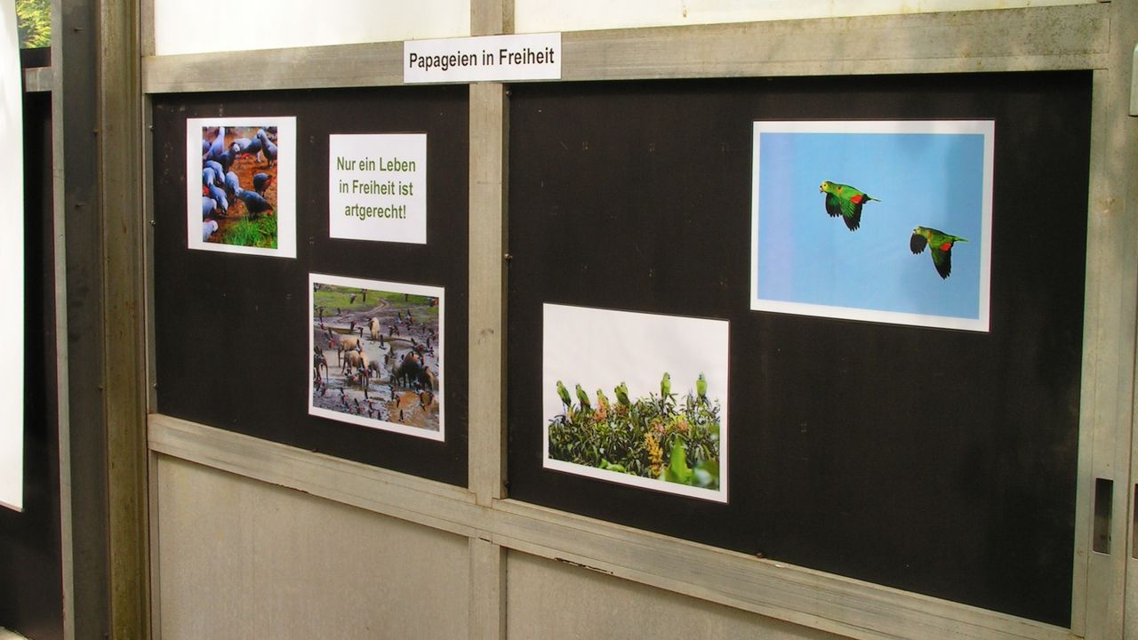 Besucherzone: Fotos von Papageien in Freiheit