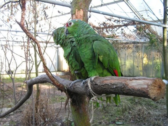 Spätsommer 2004: die ersten Papageien ziehen ein