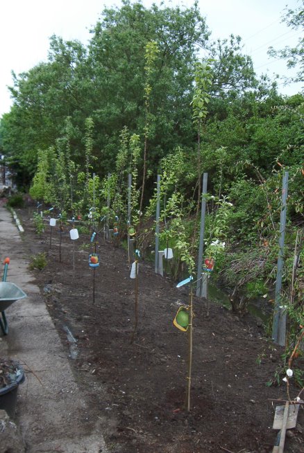im Außenbereich werden Obstbäume gepflanzt