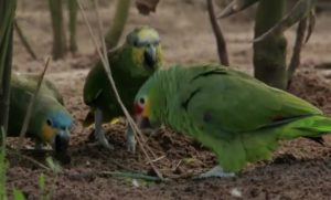 Amazonas-Papageien auf dem Erdboden