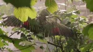 Amazona-Papageien im Regen