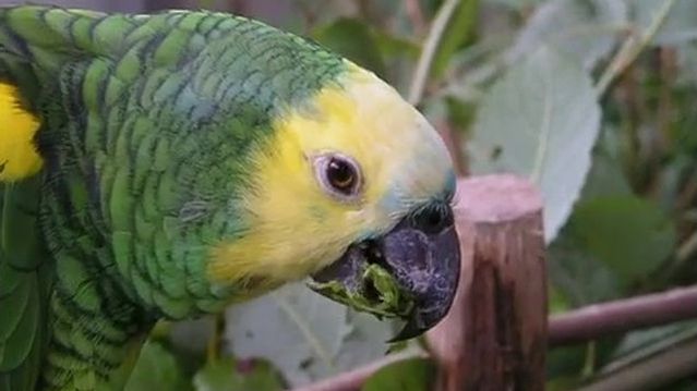 Papageien mögen Weidenrinde
