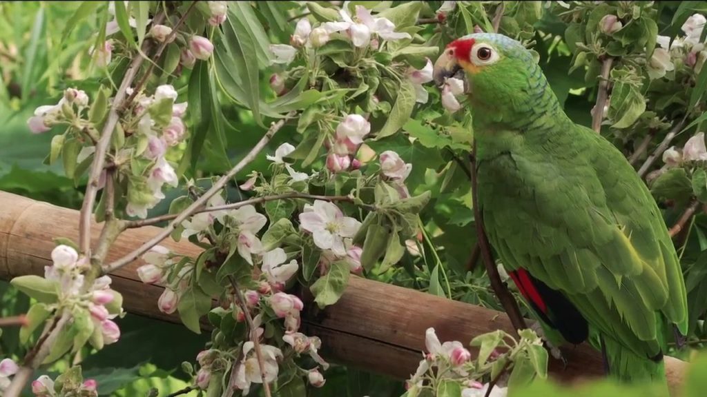Apfelblüten für Amazona-Papageien