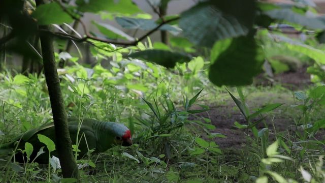 Im Sommer: Papageien kühlen sich am Boden