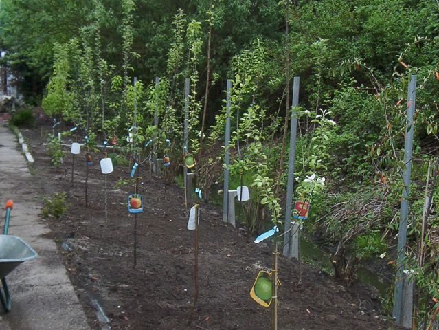 Frühjahr 2005: Obstbäume werden gepflanzt.