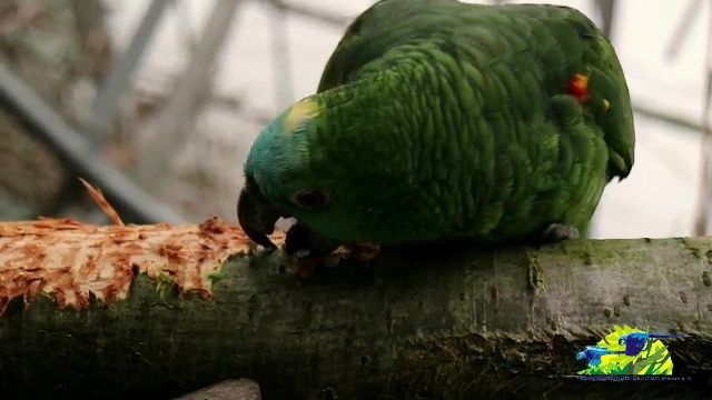 Papageien brauchen Äste