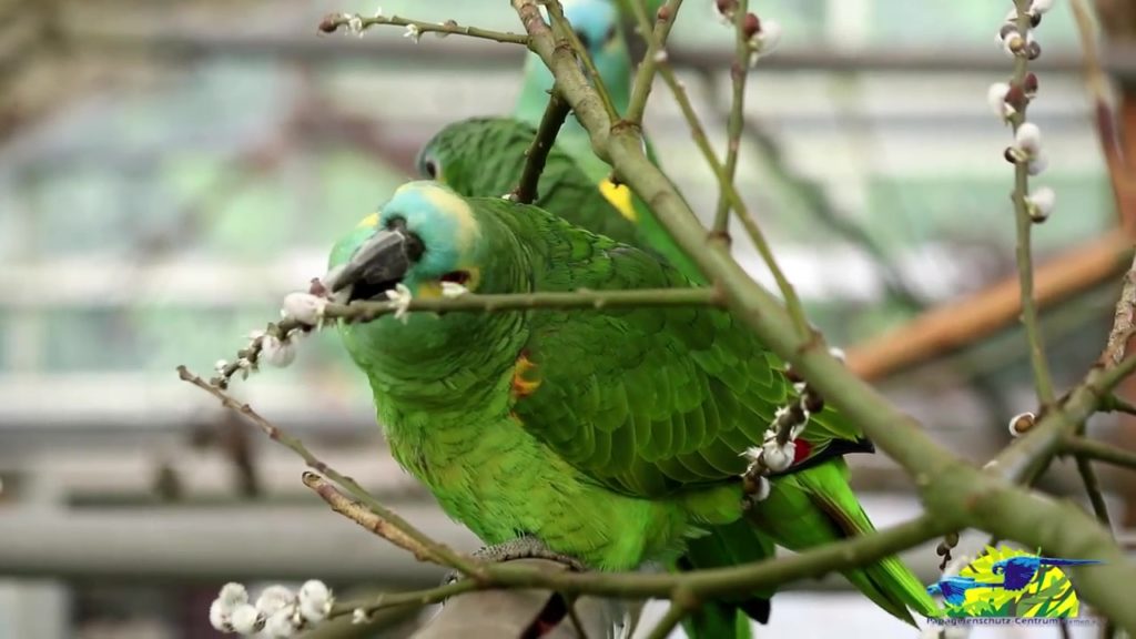 Weidenkätzchen für die Amazona-Papageien