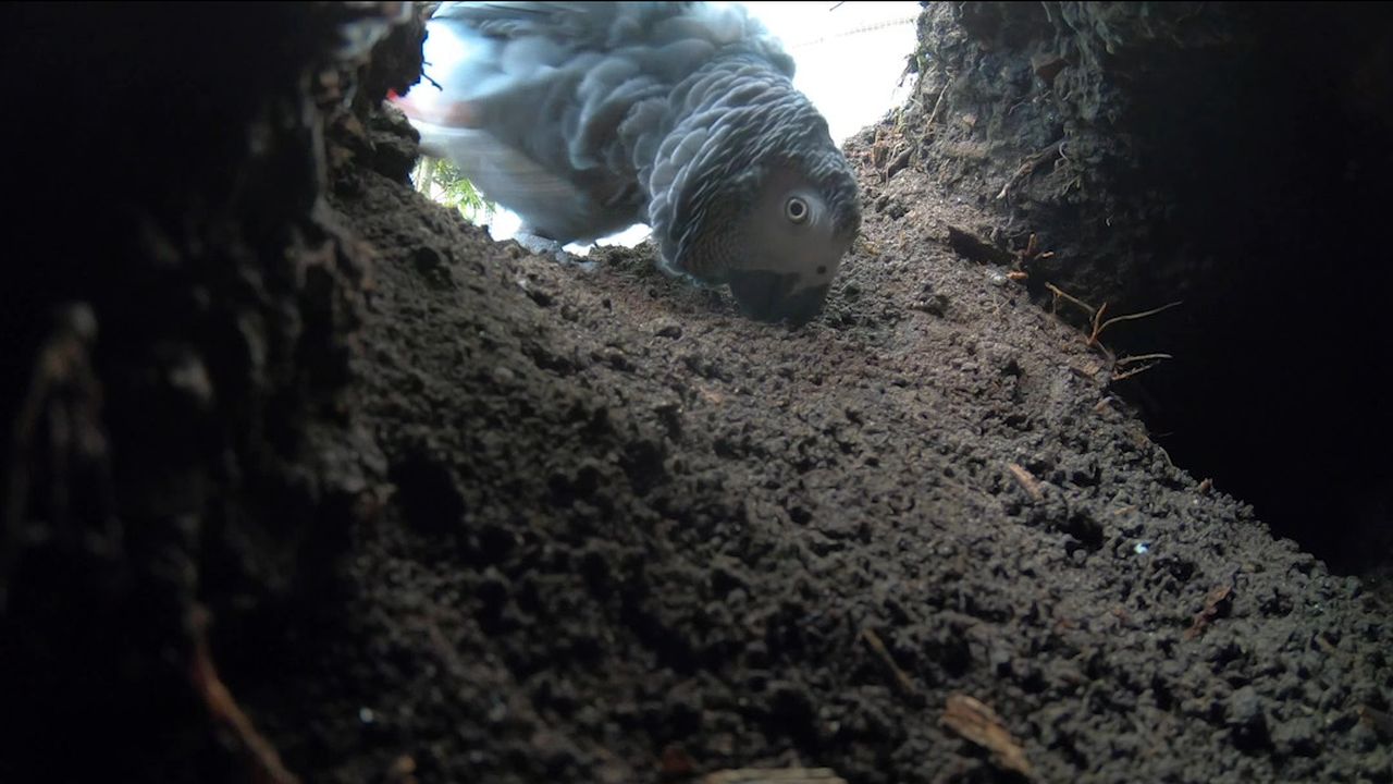 Graupapagei 'Kongo' in der Erdhöhle